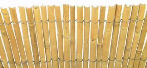 Bambus, trva