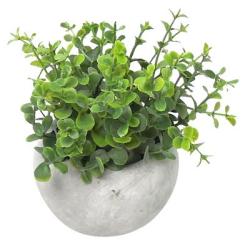 Oregano sukulent, MagicHome,, 15 cm, repnk- cement, umel