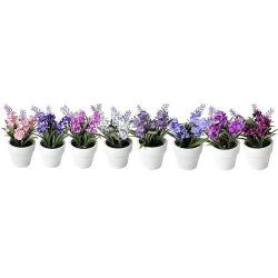 Levandule sukulent, Mix MagicHome, 15-20 cm, Sellbox 8 ks
