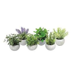Mix byln sukulent, MagicHome, 15-20 cm, kvetin - cement, Sellbox 6 ks
